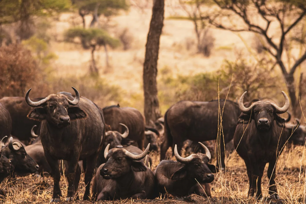 African buffalo in the safari landscape