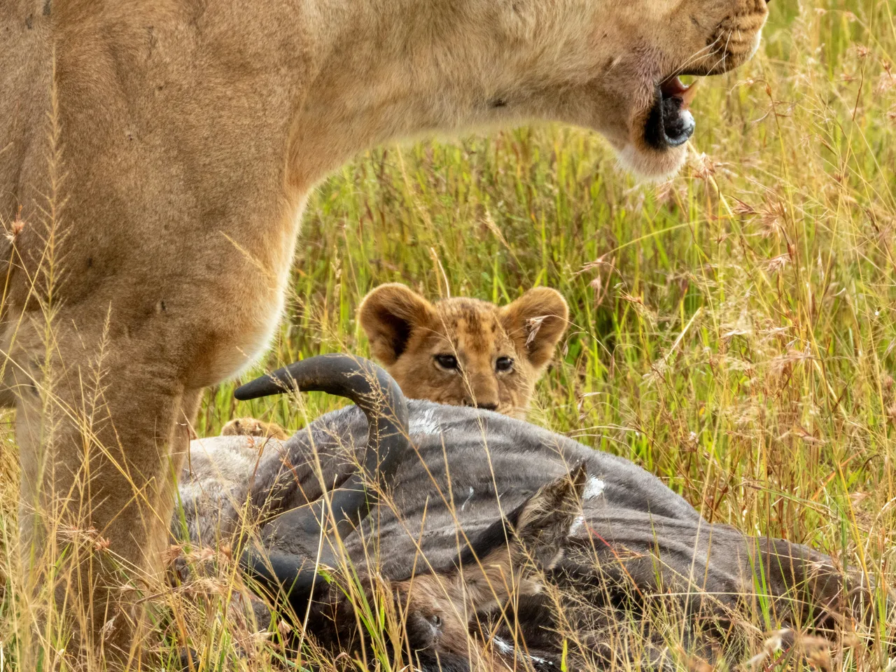 Serengeti wildlife and landscape