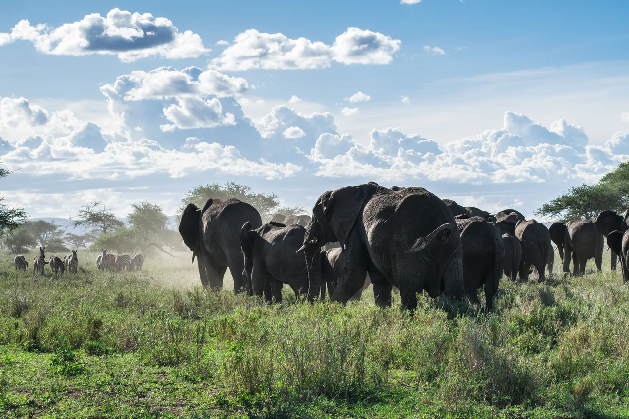 Elephants in the Tanzanian safari landscape